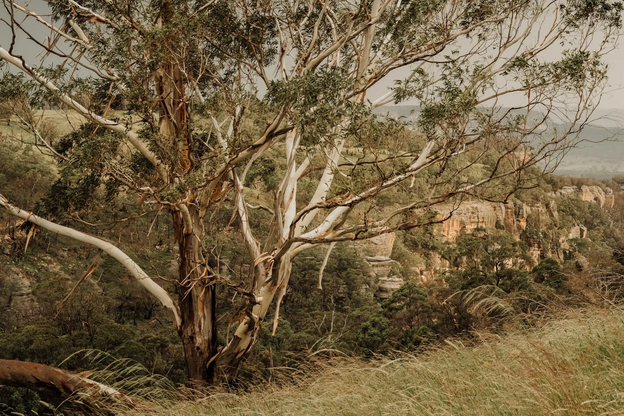 Gum tree beside a rural fence line in Capertee, NSW